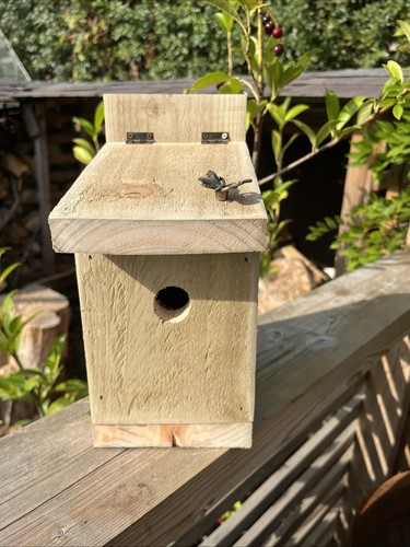 Blue tit wren - blue, bird