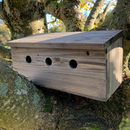 Sparrow nest bird box - bird,