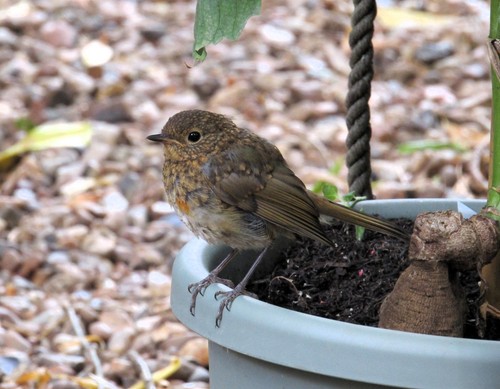 Robin wild bird nest box - box, wren