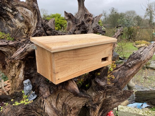 Swift box natural cedar - swift,