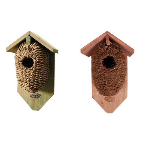 Wren bird nest - bird,