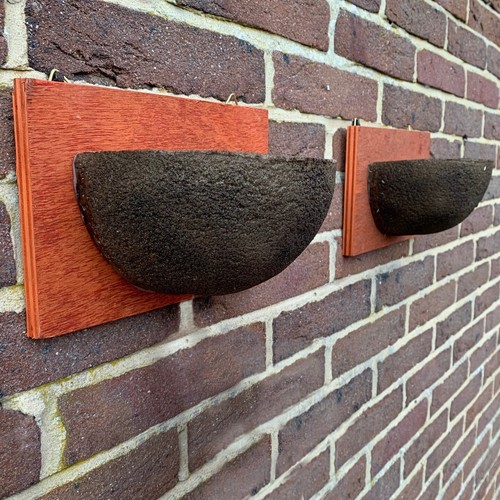 Swallow nest box garden wild - swallow,