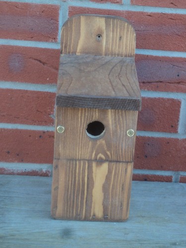 New style bird - bird, with