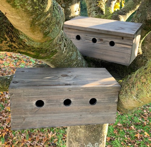 Sparrow bird house nest - sparrow,